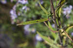 Willowleaf aster